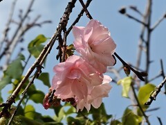 拍摄花卉一（954）