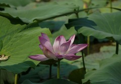 秋荷（12）