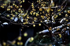 【视觉光影】踏雪寻梅 （3）