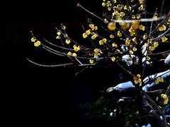 【视觉光影】踏雪寻梅 （3）