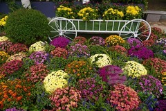 武汉市第42 届金秋菊展4