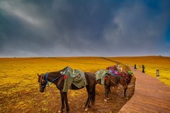 新疆喀拉峻草原 2