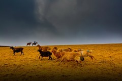 新疆喀拉峻草原 2