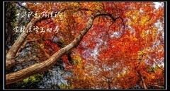 一片红叶映秋色