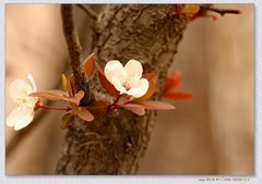 紫叶李【丙午年-038】