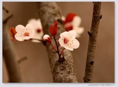 紫叶李【丙午年-038】