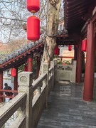 曲院樱艳3*东湖樱园——武汉随笔