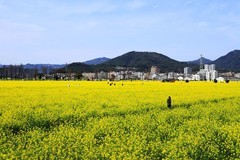 郭溪任桥村油菜花 (2)