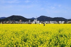 郭溪任桥村油菜花 (2)