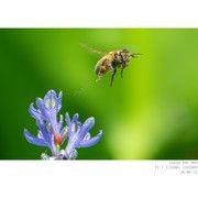蜂戏梭鱼草