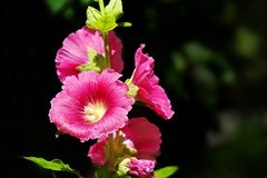 2026103 蜀葵花