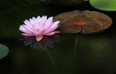 《睡莲花2》