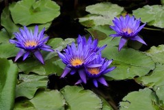 《睡莲花2》