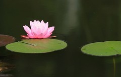 《睡莲花2》