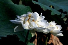 随拍——秋日明湖荷