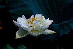 随拍——秋日明湖荷