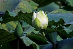 随拍——秋日明湖荷