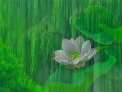 【视觉光影】夏 日 荷 莲 （4）