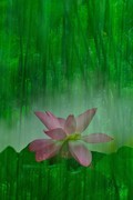 【视觉光影】夏 日 荷 莲 （4）