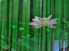 【视觉光影】夏 日 荷 莲 （4）