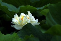 白荷花(6)