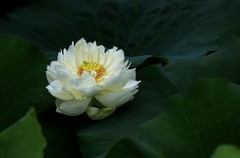 白荷花(6)