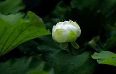 白荷花(6)