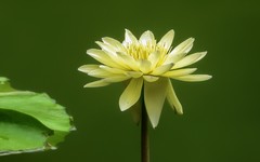 [26291] 云溪的莲花（4）