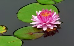 [26291] 云溪的莲花（4）