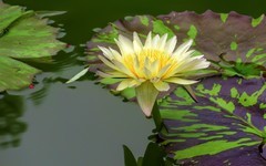 [26291] 云溪的莲花（4）