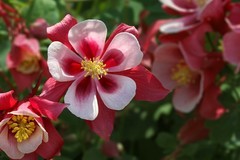 花卉-红色的耧斗菜