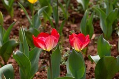 植物园拍郁金香 11