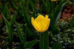 植物园拍郁金香 11