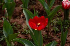 植物园拍郁金香 11