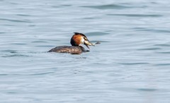 凤头僻鹈（五）