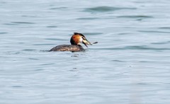 凤头僻鹈（五）