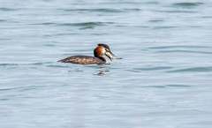 凤头僻鹈（五）