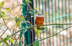 小翠鸟（二十八）