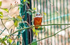 小翠鸟（二十八）