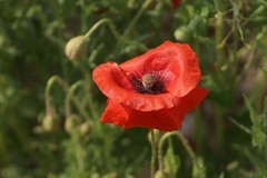 关东百花园（390）——虞美人（2025）