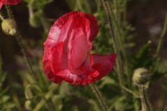 关东百花园（390）——虞美人（2025）