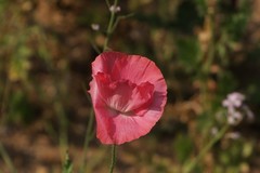 关东百花园（390）——虞美人（2025）