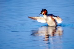 凤头??（piti）的爱情故事