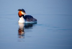 凤头??（piti）的爱情故事