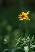 黑心金光菊