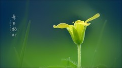 小花小虫皆有趣