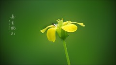 小花小虫皆有趣