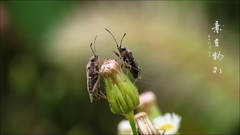 小花小虫皆有趣