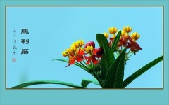 花团锦簇的马利筋花