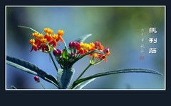 花团锦簇的马利筋花